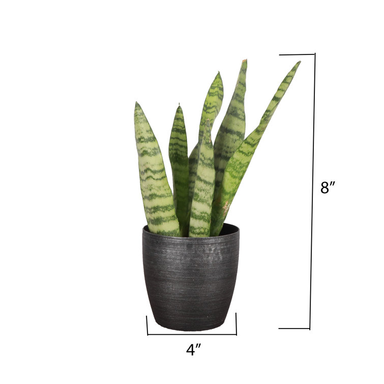 Thorsen's Greenhouse Live Zeylancia Snake Plant in Classic Pot